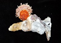 丁蠣藏品圖，第6張