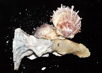 丁蠣藏品圖，第7張