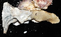 丁蠣藏品圖，第8張