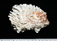 菊花偏口蛤藏品圖，第2張