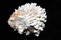 菊花偏口蛤藏品圖，第3張