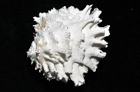 菊花偏口蛤藏品圖，第4張