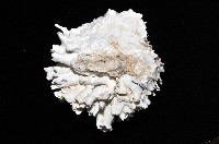 菊花偏口蛤藏品圖，第5張