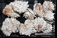 菊花偏口蛤藏品圖，第7張