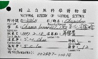 菊花偏口蛤藏品圖，第8張