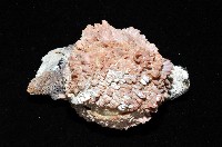 寶石偏口蛤藏品圖，第3張