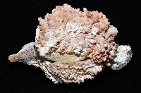 寶石偏口蛤藏品圖，第4張