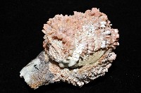 寶石偏口蛤藏品圖，第5張