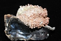寶石偏口蛤藏品圖，第6張