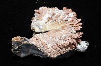 寶石偏口蛤藏品圖，第7張