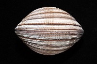 鉛球簾蛤藏品圖，第7張