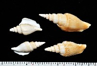竹筍鳳凰螺藏品圖，第1張