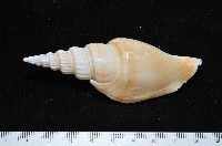竹筍鳳凰螺藏品圖，第3張