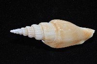 竹筍鳳凰螺藏品圖，第4張