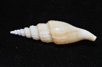竹筍鳳凰螺藏品圖，第5張