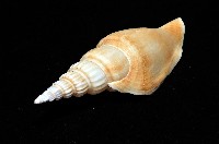 竹筍鳳凰螺藏品圖，第7張