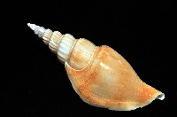 竹筍鳳凰螺藏品圖，第8張