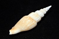 竹筍鳳凰螺藏品圖，第9張