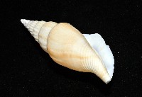 竹筍鳳凰螺藏品圖，第11張