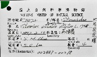 竹筍鳳凰螺藏品圖，第12張