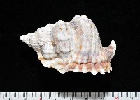 扭法螺藏品圖，第3張