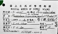 大赤旋螺藏品圖，第12張