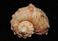 白皺岩螺藏品圖，第3張