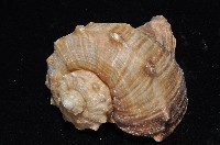 白皺岩螺藏品圖，第4張