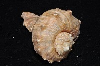 白皺岩螺藏品圖，第5張