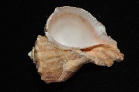 白皺岩螺藏品圖，第6張