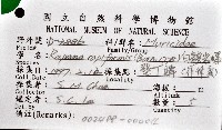 白皺岩螺藏品圖，第12張