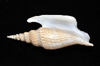 金斧鳳凰螺藏品圖，第2張