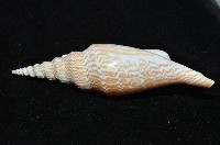 金斧鳳凰螺藏品圖，第4張