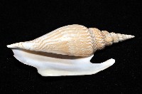 金斧鳳凰螺藏品圖，第5張