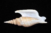 金斧鳳凰螺藏品圖，第8張