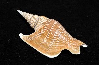 金斧鳳凰螺藏品圖，第10張