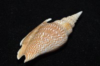 金斧鳳凰螺藏品圖，第11張