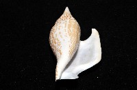 金斧鳳凰螺藏品圖，第14張