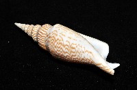 金斧鳳凰螺藏品圖，第15張