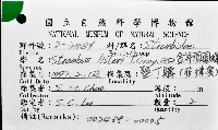 金斧鳳凰螺藏品圖，第16張