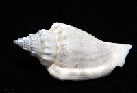 黑嘴鳳凰螺藏品圖，第3張