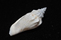 黑嘴鳳凰螺藏品圖，第6張
