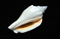 黑嘴鳳凰螺藏品圖，第7張