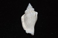 黑嘴鳳凰螺藏品圖，第10張