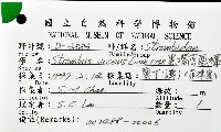 黑嘴鳳凰螺藏品圖，第12張