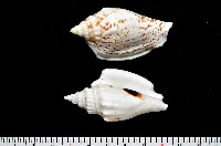 黑痣(變異)鳳凰螺藏品圖，第1張