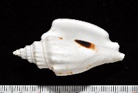 黑痣(變異)鳳凰螺藏品圖，第2張