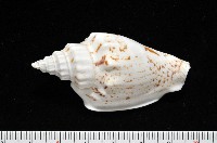 黑痣(變異)鳳凰螺藏品圖，第3張