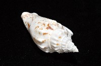 黑痣(變異)鳳凰螺藏品圖，第5張