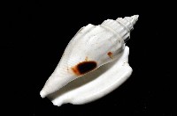 黑痣(變異)鳳凰螺藏品圖，第6張